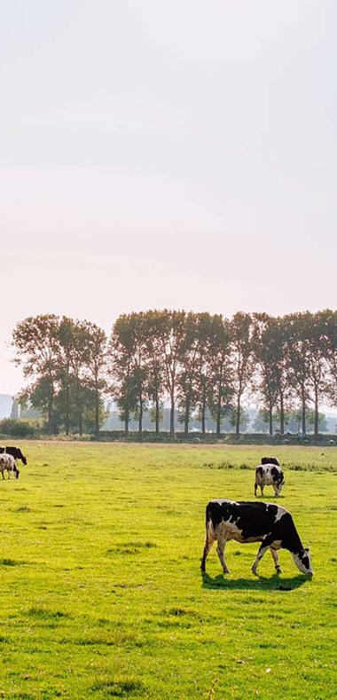 agricultural expert witness
